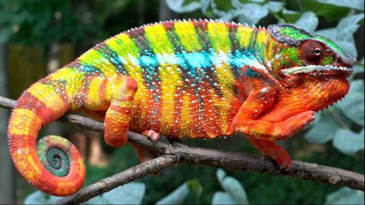 Chameleon-Creedence Clearwater Revival - YouTube