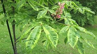 Aesculus x carnea 'Variegata' jírovec pleťový
