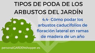 4.4- Cómo podar los arbustos caducifolios de floración apical en ramas de madera de un año