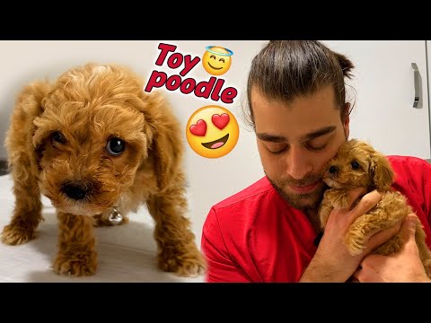 BEBEK TOY POODLE! 😍 ( Maltipoo Yavrusu ) #TheVet