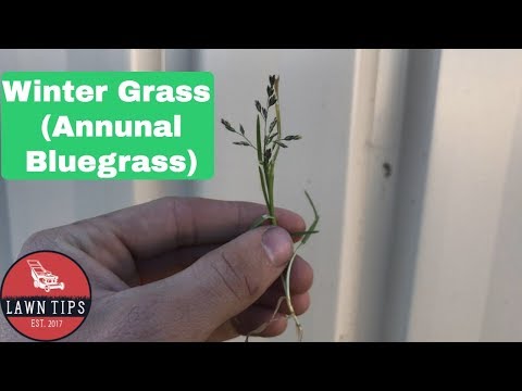 Video: Poa Annua Grass Control - Reducerea Poa Annua în gazon