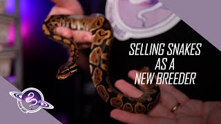 Selling Ball Pythons | Why Do Customers Buy From Specific Breeders? Selling High End Ball Pythons As A New Breeder Ball Python Business Tips