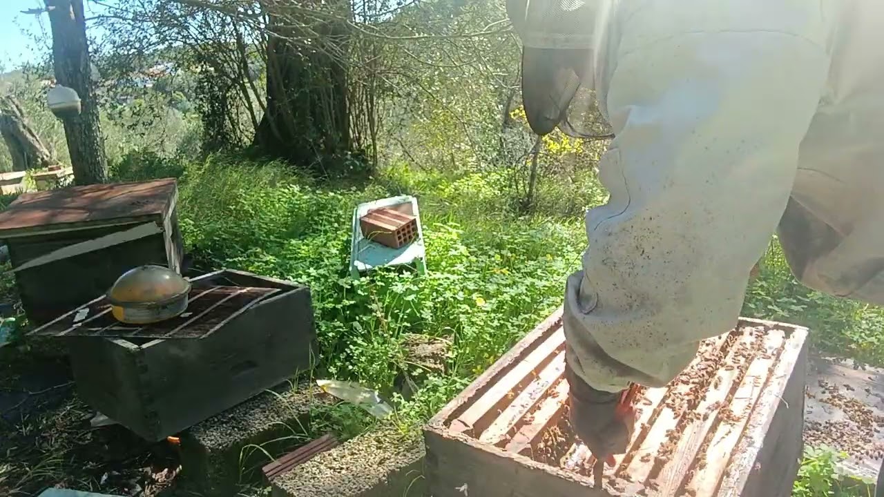 Συνένωση μελισσών 18 2 2026