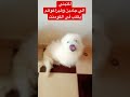 للتبني Dog اشترك بالقناه وفعل الجرس ليصلك كل جديد جريفون 