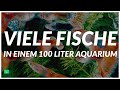 Über 50 Fische in einem 100 Liter Aquarium 😱 | Aquarium Bewerten | GarnelenTv