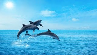 Cute Dolphins 🐬 ll #डॉल्फिन की दुनिया 🤗ll wait for end 💯ll Secrets of the Sea l by Vicky's Vitality Vlog 83 views 1 month ago 1 minute, 48 seconds