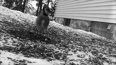 Audio Visual Catnip- February 2015