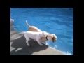 Funny Video: Labrador Puppy Swimming with Mom