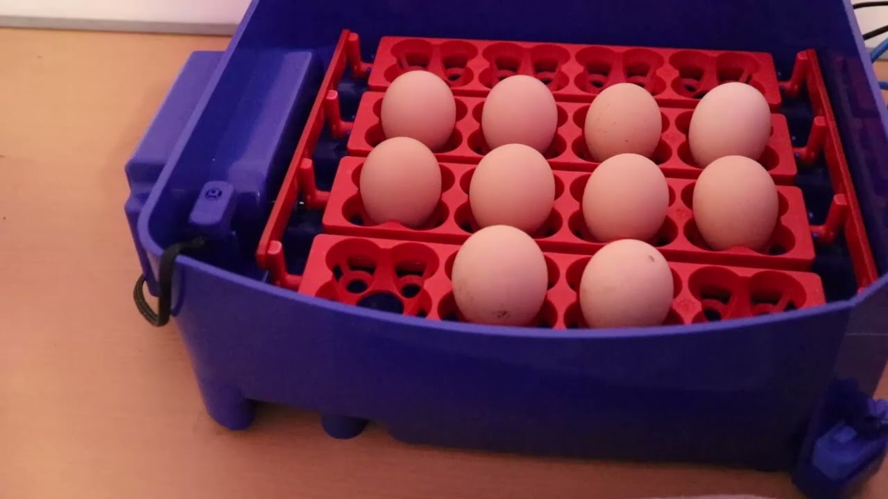 Brutmaschine Borotto Lumia 16 - Erste Brut - Orpington gelb schwarz gesäumt 