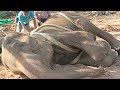 26/01/65 ต่อค่ะ มาให้กำลังใจ #ช้างกินโดนยาพิษจังหวัดศรีสะเกษ