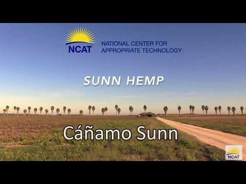 Video: Cultivo de cáñamo sunn: cómo plantar un cultivo de cobertura de cáñamo sunn