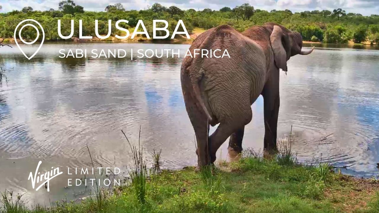 Wild Africa Live — Waterhole — Sabi Sand, Mpumalanga live camera thumbnail