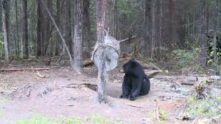 CHASSE ET PÊCHE AU MAX\ BEAR HUNTING/CHASSE À L'OURS