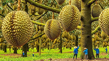 Inside a Modern Durian Factory: The $300 Million Durian Transformation to Cream Base | Full Process