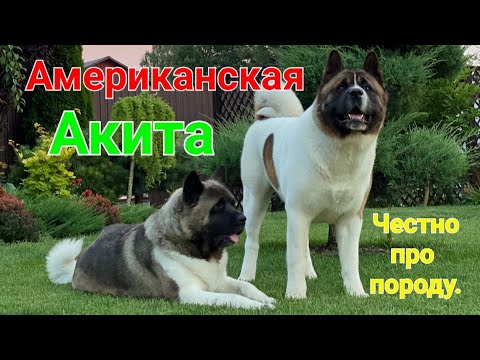 Американская акита. Особенности породы. Большая японская собака.