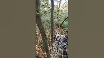 Close range kill with the LONGBOW || #bowhunting #hunting #archery #traditionalbowhunting #hunting