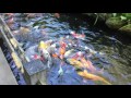 Feeding Time at Japanese Garden Koi Pond