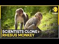 China researchers use new technique to create first rhesus monkey clone  world news  wion