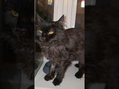 Я так удивилась😱 не узнала ее, шерсть другая, нос чистый, вес прибавила. я давно ее такой не видела.