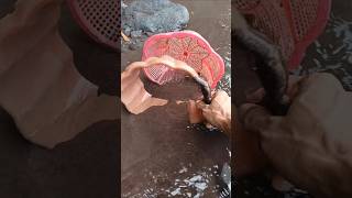 SNAKEHEAD FISH, SNAKEHEAD FISH Aquarium - SNAKEHEAD FISH #shorts #fish #channa #viralvideo
