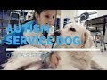 Autism Service Dog Feature: Olivia's Story