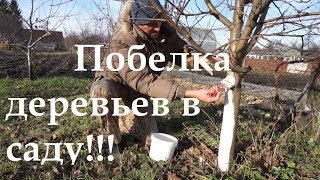 Побелка деревьев в саду