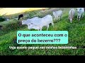 O que aconteceu com o PREÇO das desmamas? Veja quanto paguei nas minhas bezerras...