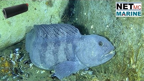 DVCiR Camera System in use