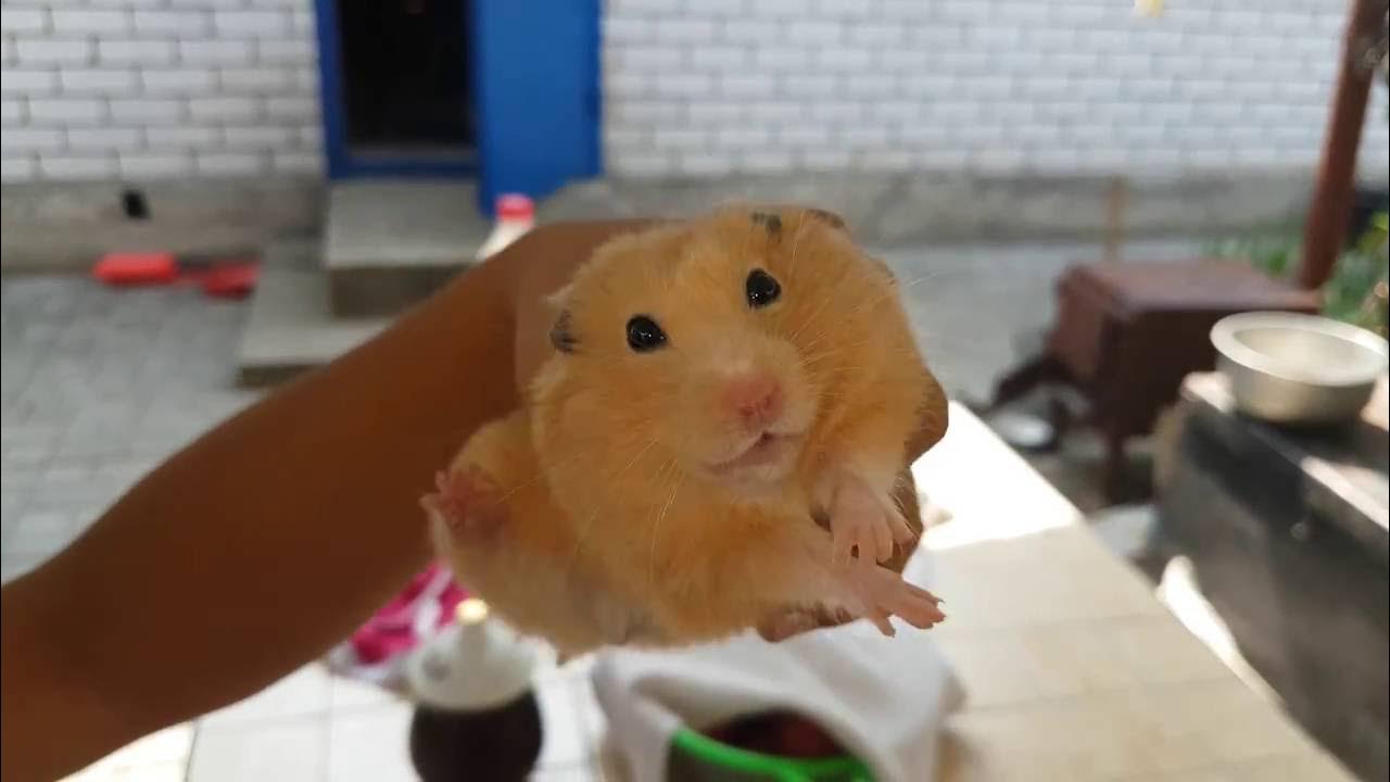 Да я крыса. Комбо хомяк 4 число. Комбо хомяк 4 число. Хомяк 4кс сочный мощный качественный. Комбо хомяк 4 число.