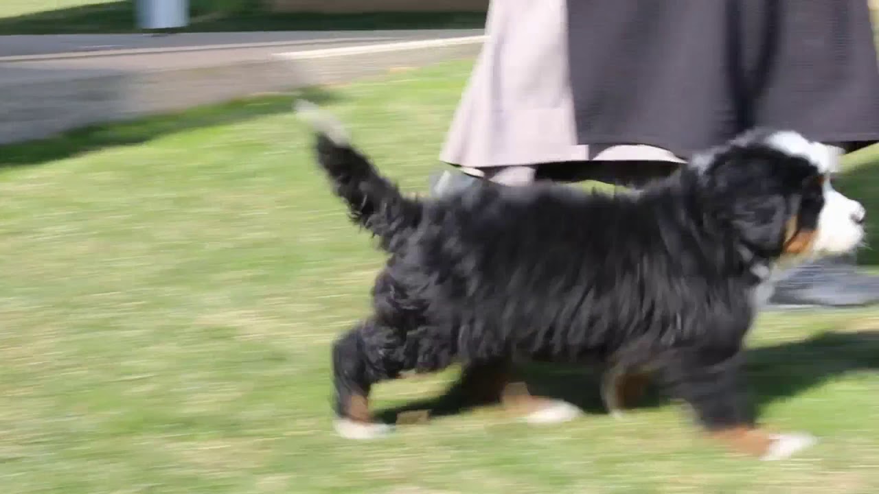 Bernese Mountain Dog Puppies For Sale - YouTube