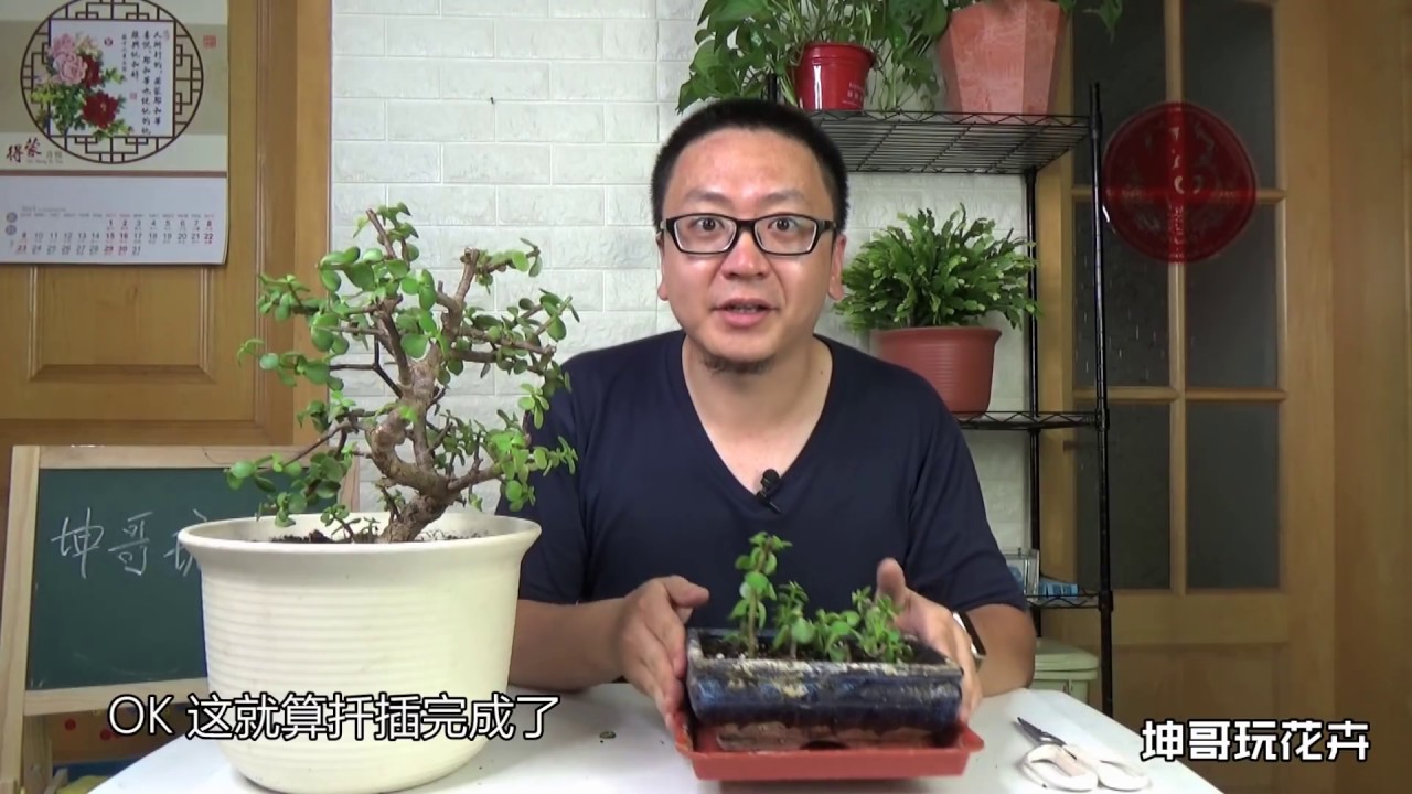 金枝玉叶盆景长歪了怎么办 这样修剪能美容 还能变出很多小苗 坤哥玩花卉 Youtube