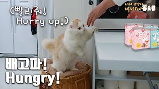 Our Cats Are Crazy When They Sees Foods!