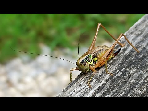 Video: Städtische Tierwelt - Urbane Heuschrecken Senken Ihre Stimme, Um über Den Din Gehört Zu Werden