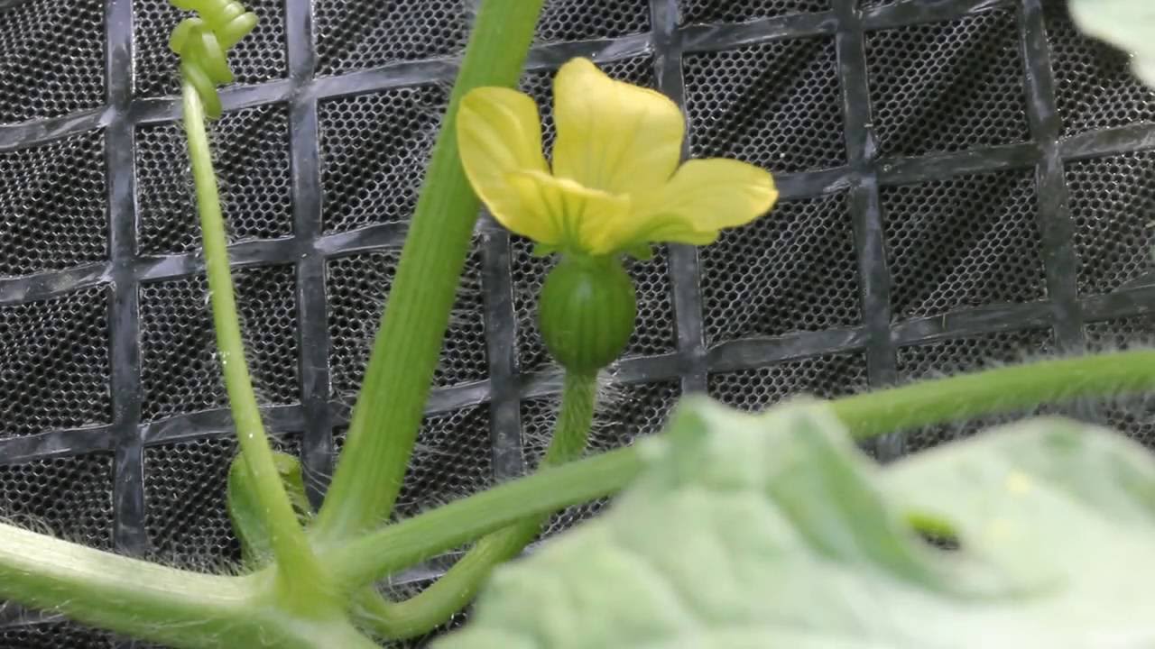 Growing Watermelons Series: How To Hand Pollinate Watermelon Flowers-Episode 4