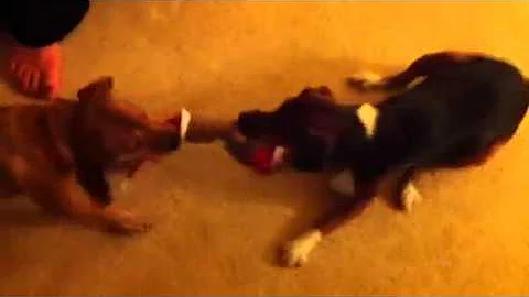 Christmas doggie tug o' war