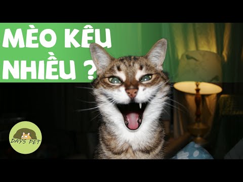 Video: Tại Sao Con Mèo Của Tôi Kêu Nhiều Như Vậy?