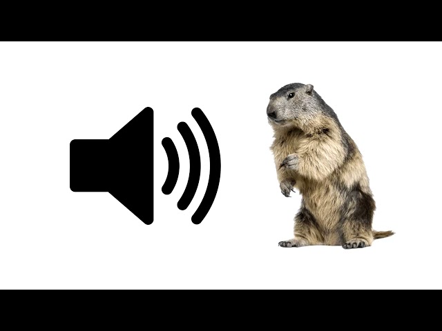 Beaver Sounds - Sound Effect | ProSounds class=