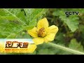 《农广天地》一瓜定终身 授粉留瓜的种植问题和解决方法 20190709 | CCTV农业