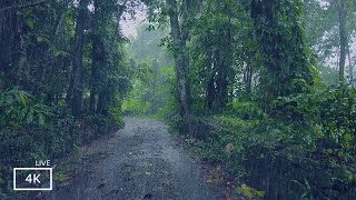 Immersive Rainstorm | Rain Sound Therapy Makes Sleep More Comfortable |ASMR Rain Walks Compilation