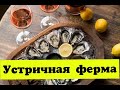 Устричная ферма.Одесская-Николаевская область.