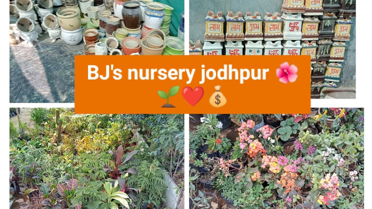 jodhpur/BJ's nursery tour/plant nursery visit/plant nursery/jodhpur