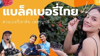 การปลูกแบล็คเบอรี่เพื่อการค้าในประเทศไทย Blackberries (สวนเบอรี่เขาค้อเพชรบูรณ์)