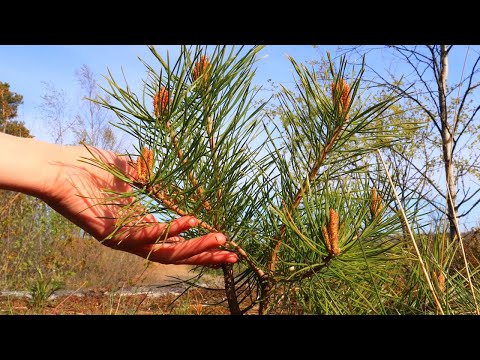 Video: Gdje rastu šećerni borovi: činjenice o šećernim borovima