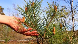 How to Grow Pine Tree from Seed. Easy way.