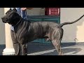 Biggest and massive pakistani beast dog pure bully kutta   bulldog barking