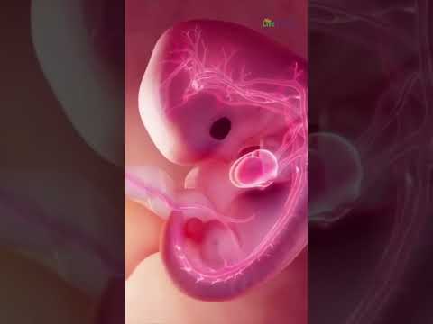Pregnancy Develop Step by Step From An Embryo to Baby