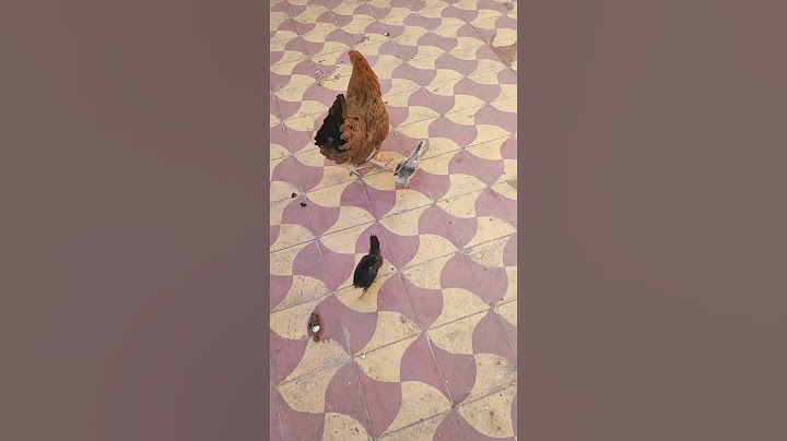 الدجاجة مع الصيصان❤️#chicken #دجاج #bird