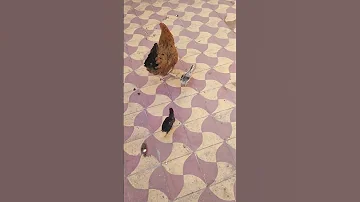 الدجاجة مع الصيصان Chicken دجاج Bird 