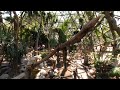 Guacamayas en realidad virtual | Zoológico de Guadalajara | Episodio #13