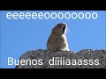 El hámster 🐹 canta